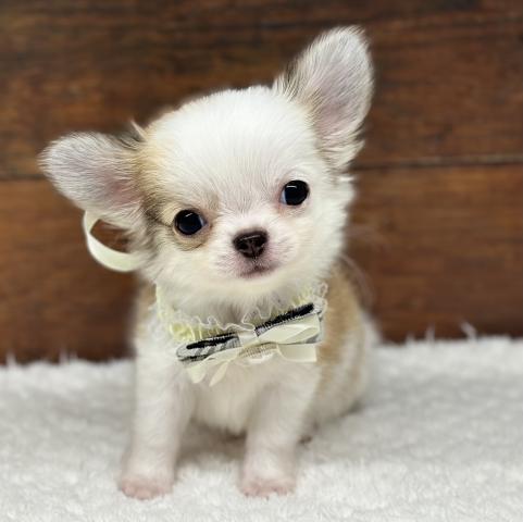 チワワ(ロングコート)