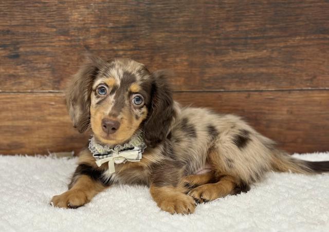 ミニチュアダックスフンド