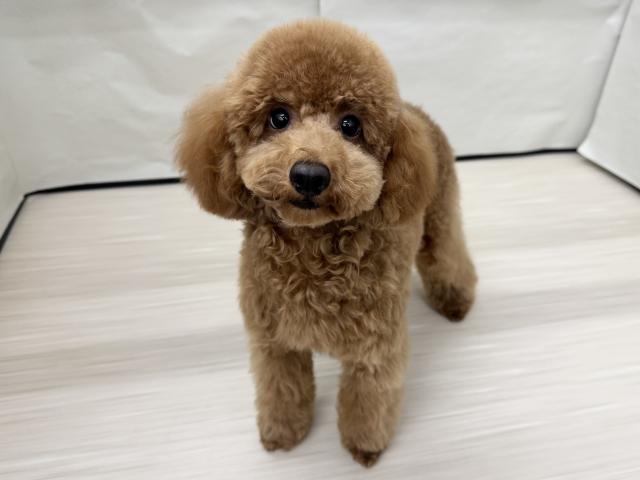 トイプードル