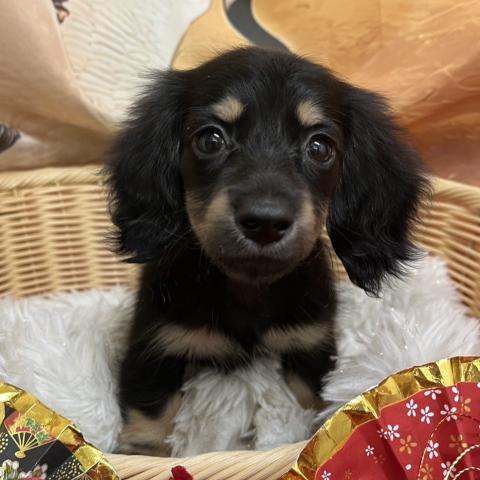 ミニチュアダックスフンド