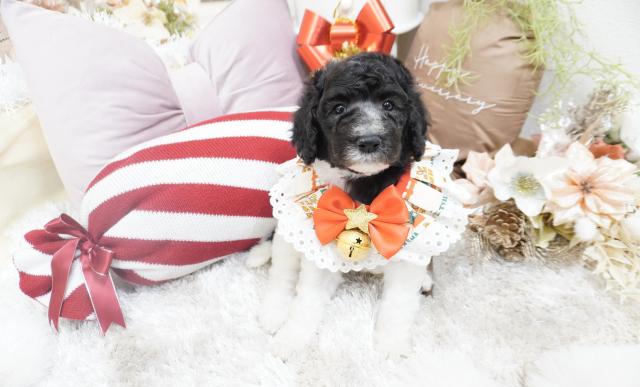 スタンダードプードル