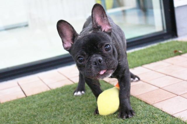 フレンチブルドッグ