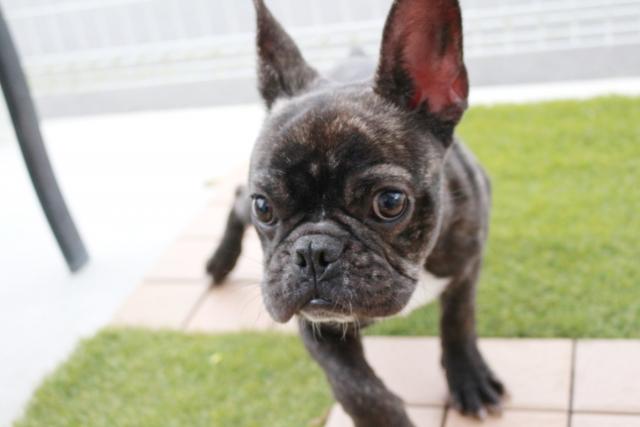 フレンチブルドッグ