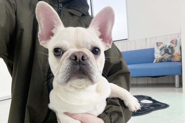 フレンチブルドッグ