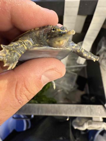 フロリダスッポン