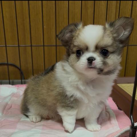 チワワ(ロングコート)