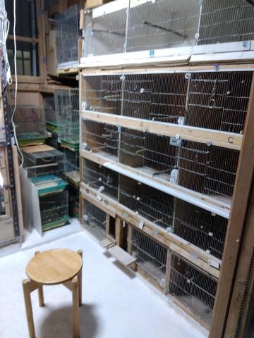 キンカペアＣＦＷとライトバック