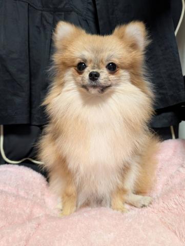 ポメラニアン