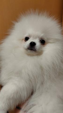 ポメラニアン