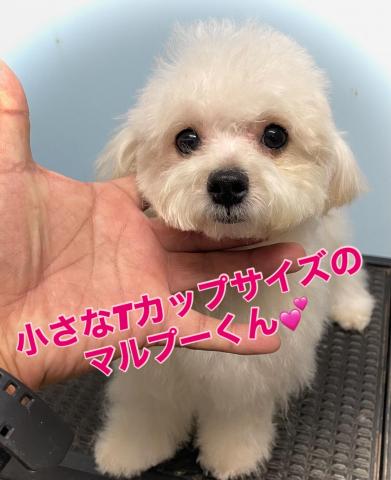 MIXXmas🎄特価の子🉐マルプーmix犬💕Tカップサイズ確定の小さい子💕おトイレも完全マスターしてる賢い子💕Xmas🎄特価にご注目🎄