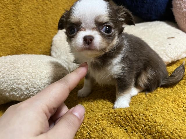 パーフェクト女子！