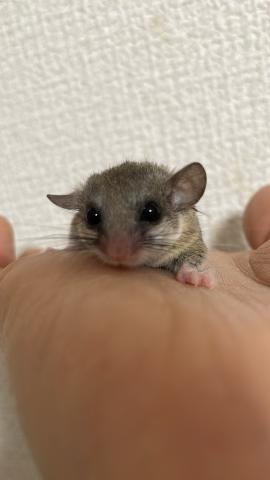 アフリカヤマネ