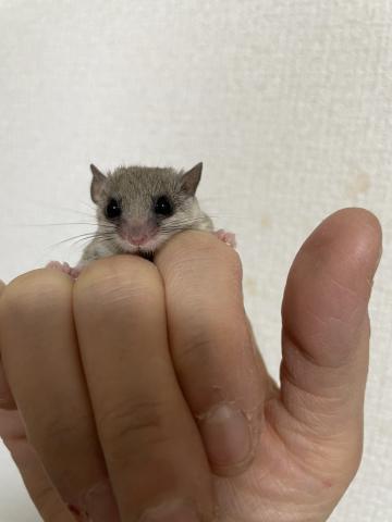 アフリカヤマネ