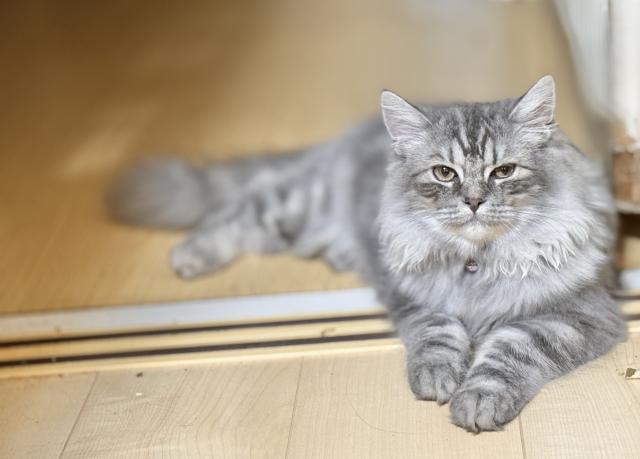 ミヌエット（旧ナポレオン）（長足）