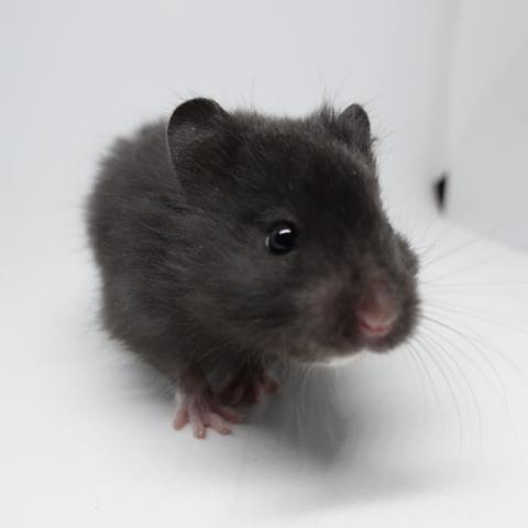 シリアンハムスター(スモークパール)