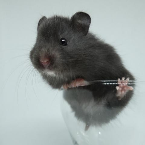 シリアンハムスター（ブラック)