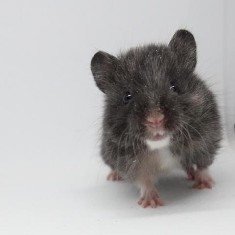 シリアンハムスター（ブラック）