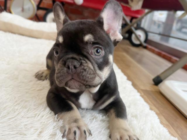 フレンチブルドッグ