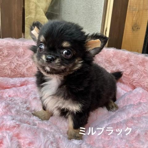 チワワ(ロングコート)