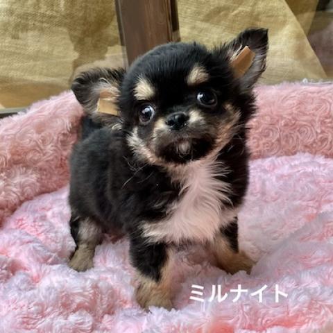 チワワ(ロングコート)