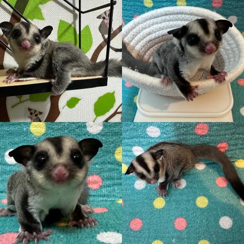 ノーマルhetプラチナorリューシ男の子