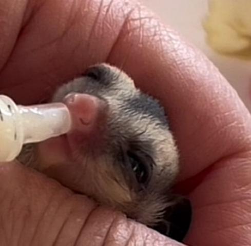 クリミノ血統ヘテロ女の子