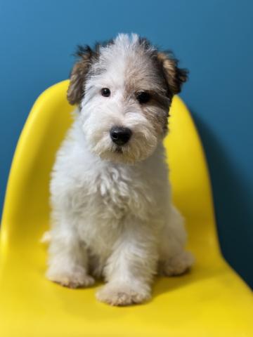 ワイアーフォックステリア0033