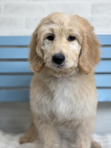 MIXゴールデンドゥードル7555