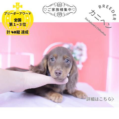 カニヘンダックスフンド ロング