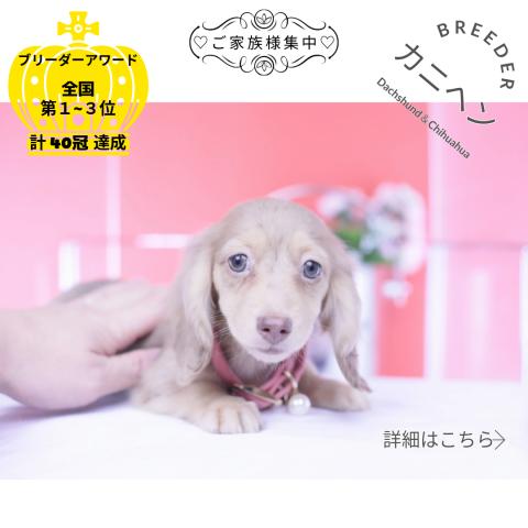 カニヘンダックスフンド ロング