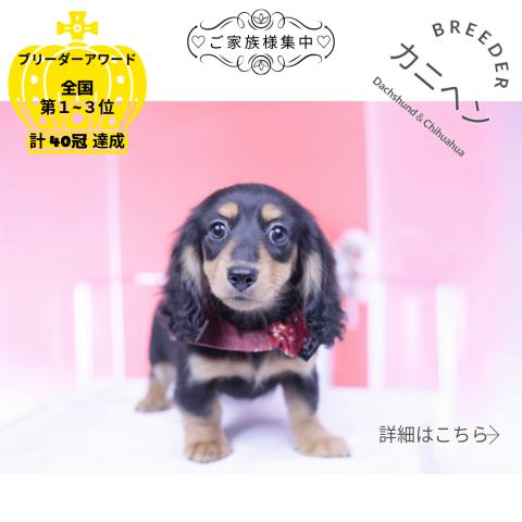 カニヘンダックスフンド ロング