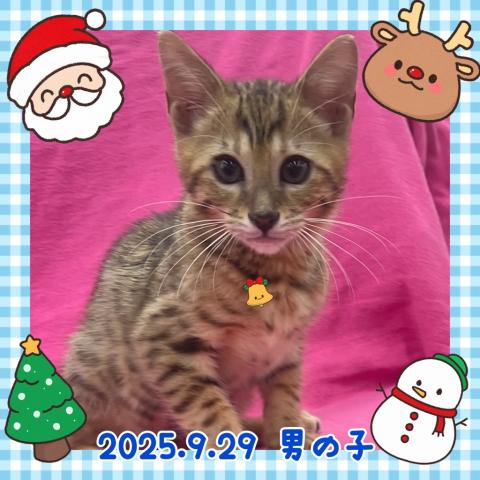 エジプシャンマウ