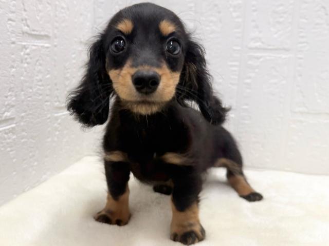 ミニチュアダックスフンド