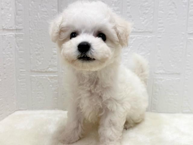 ビションフリーゼ