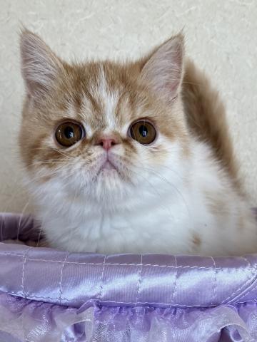 エキゾチックショートヘアー