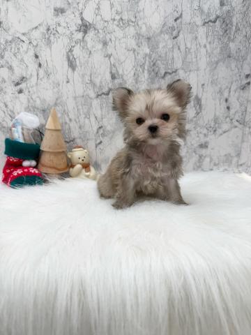 MIX✩ポメヨーキーちゃん✩