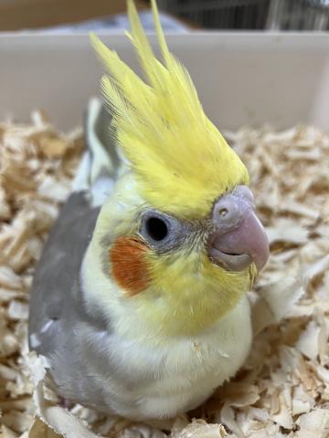 オカメインコ