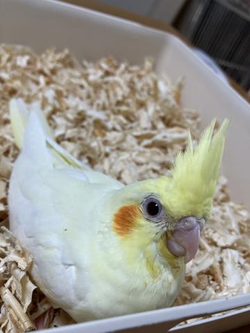 オカメインコ