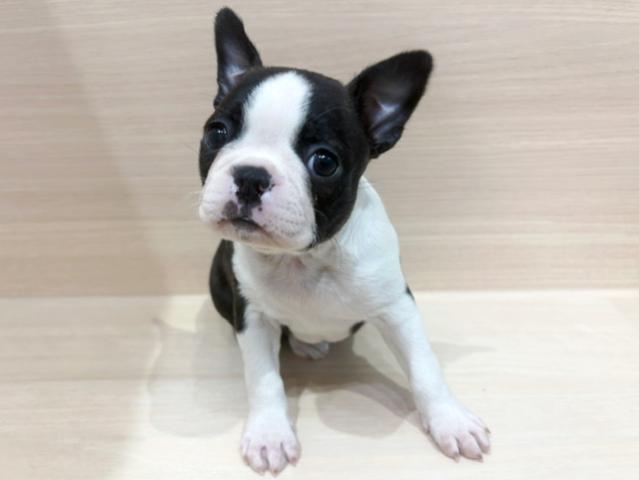 ボストンテリア