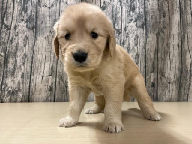 ゴールデンレトリーバー