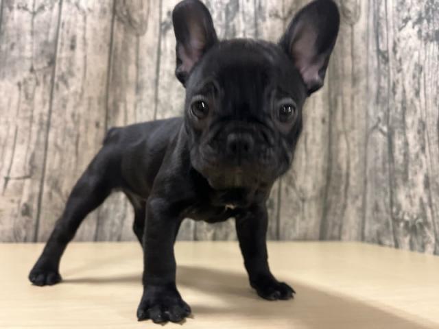 フレンチブルドッグ