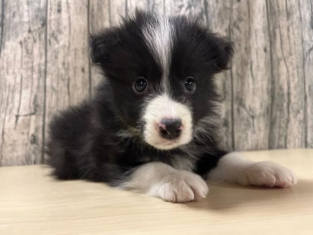 ボーダーコリー