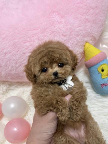 MIX🫧‪極小マルプー🫧