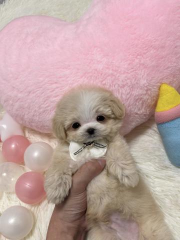 MIX🫧‪極小マルプー🫧