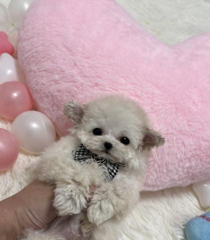 MIX🫧極小チワプー‪🫧