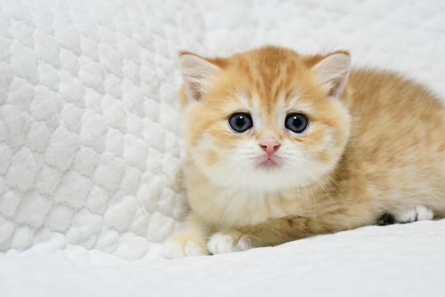 ブリティッシュショートヘア