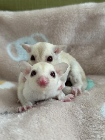 クリミノorクリミノヘテロリューシ