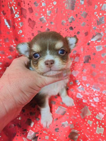 チワワ（ロングコート）