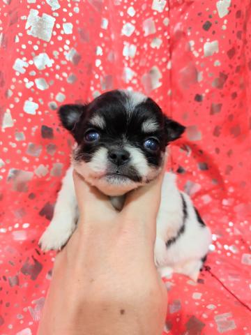 チワワ（ロングコート）