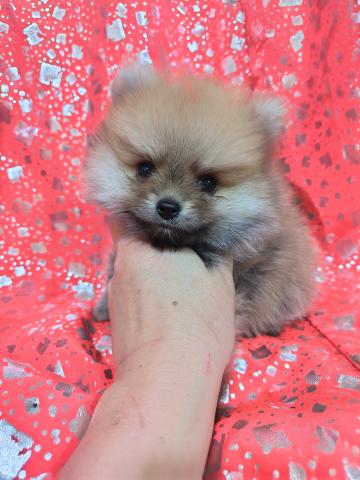 ポメラニアン